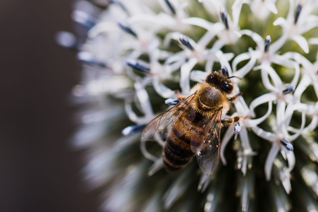 comment-les-abeilles-fabriquent-elles-le-miel