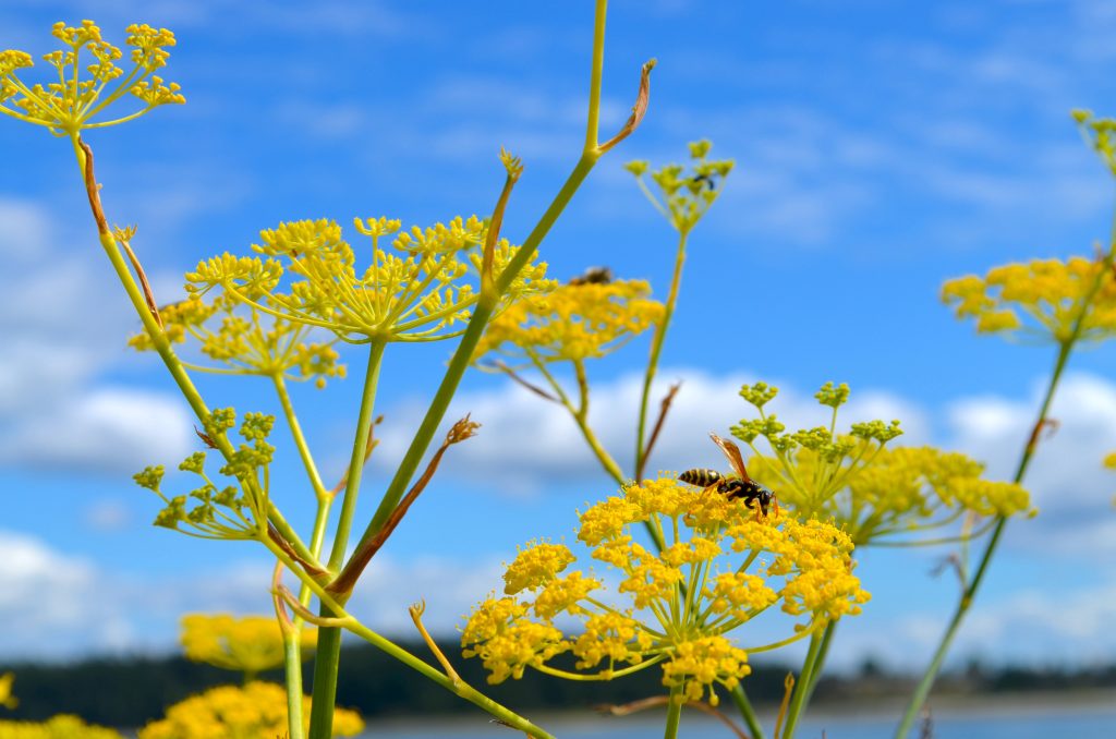 connaitre-les-pollinisateurs-pour-les-proteger