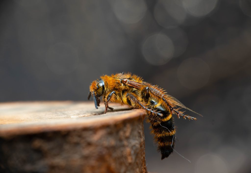 construire-des-abris-pour-les-abeilles-solitaires