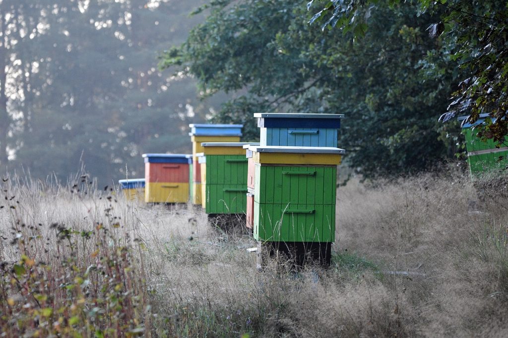 declaration-des-ruchers-une-obligation-pour-les-apiculteurs