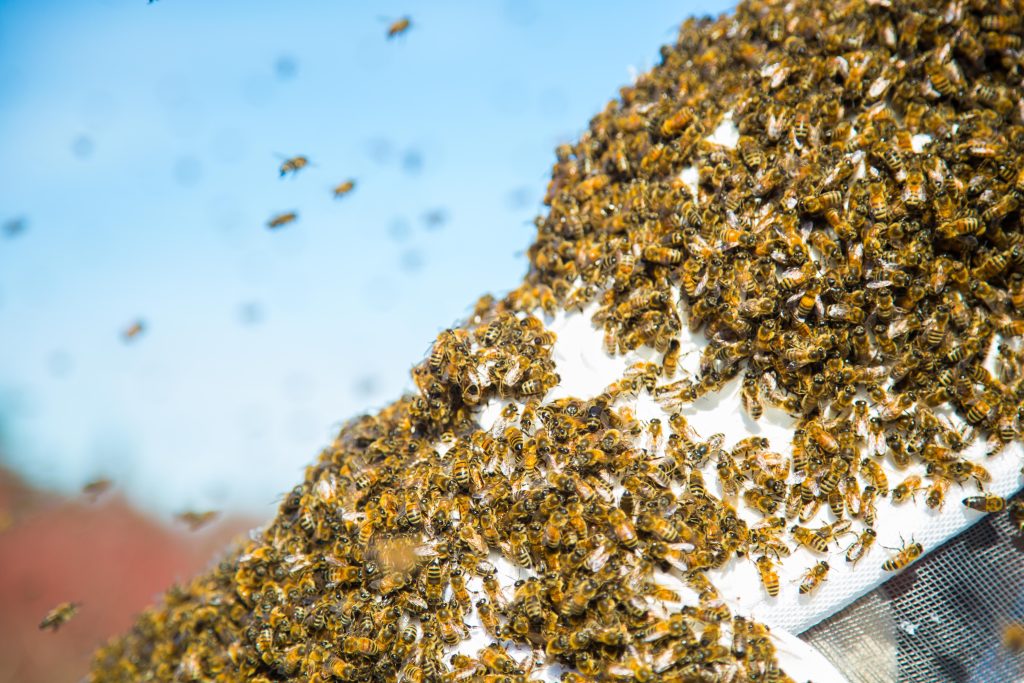 essaim-d-abeilles-un-super-organisme-fascinant