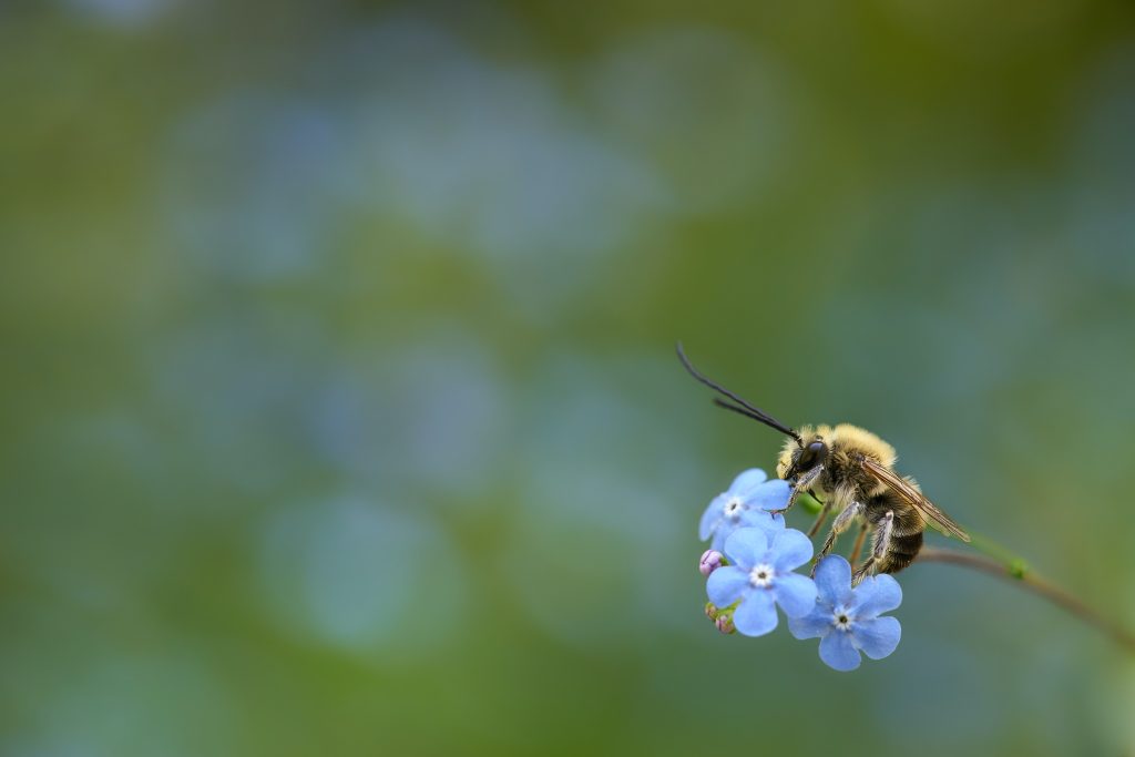 fleurs-et-abeilles-une-relation-symbiotique