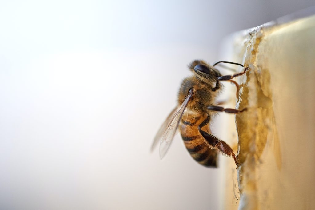 formations-en-apiculture-en-region-parisienne