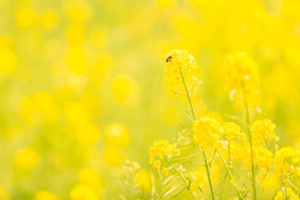 impact-de-agriculture-conventionnelle-sur-les-pollinisateurs