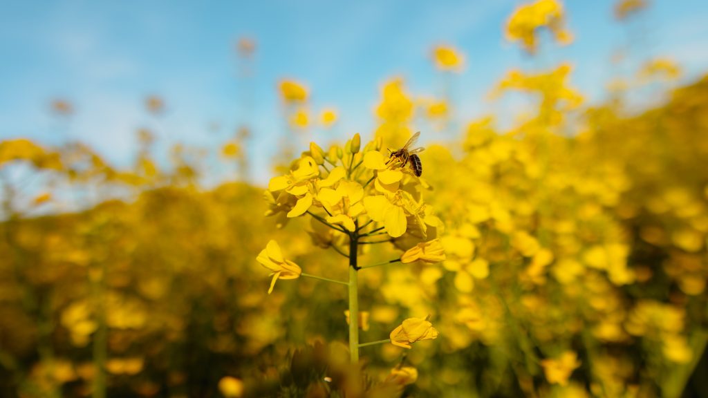 impact-de-agriculture-conventionnelle-sur-les-pollinisateurs