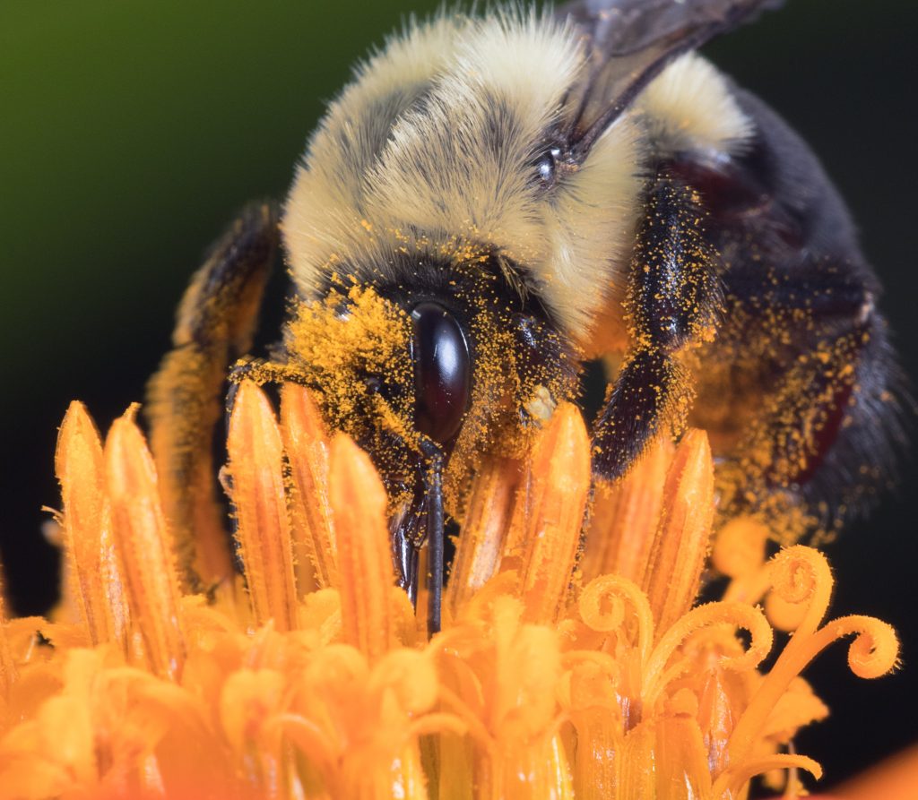 importance-cruciale-des-abeilles