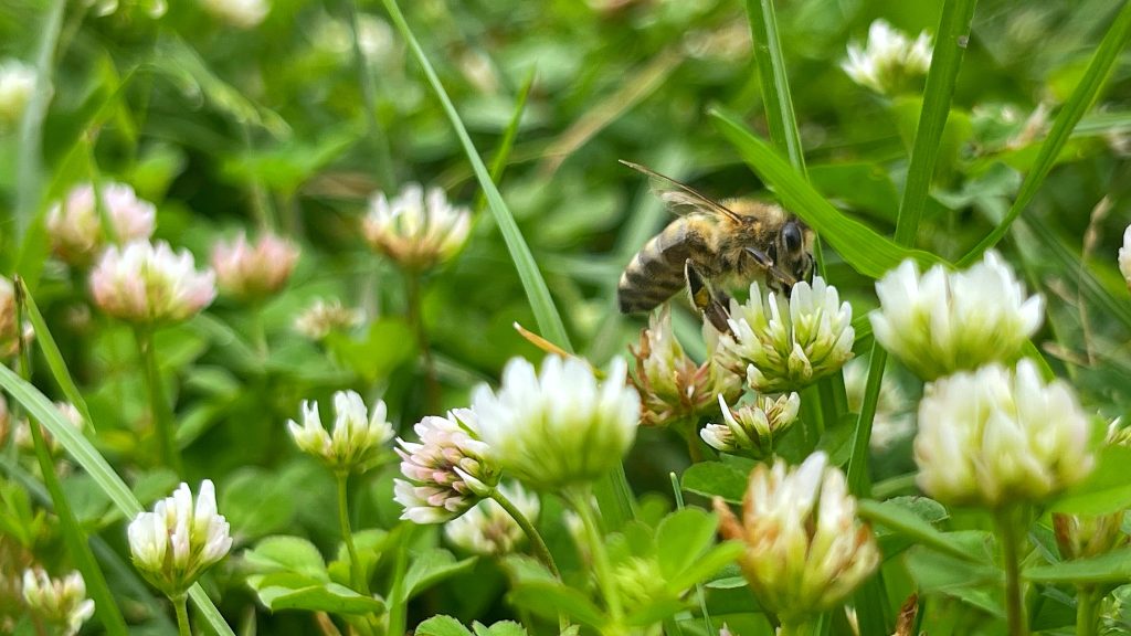 la-disparition-des-pollinisateurs-sauvages