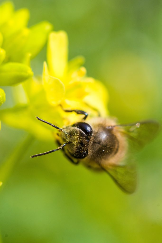 la-fascinante-vision-des-abeilles