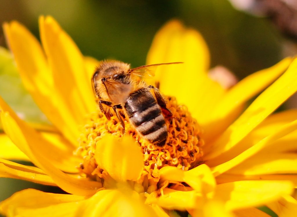 la-nosemose-des-abeilles