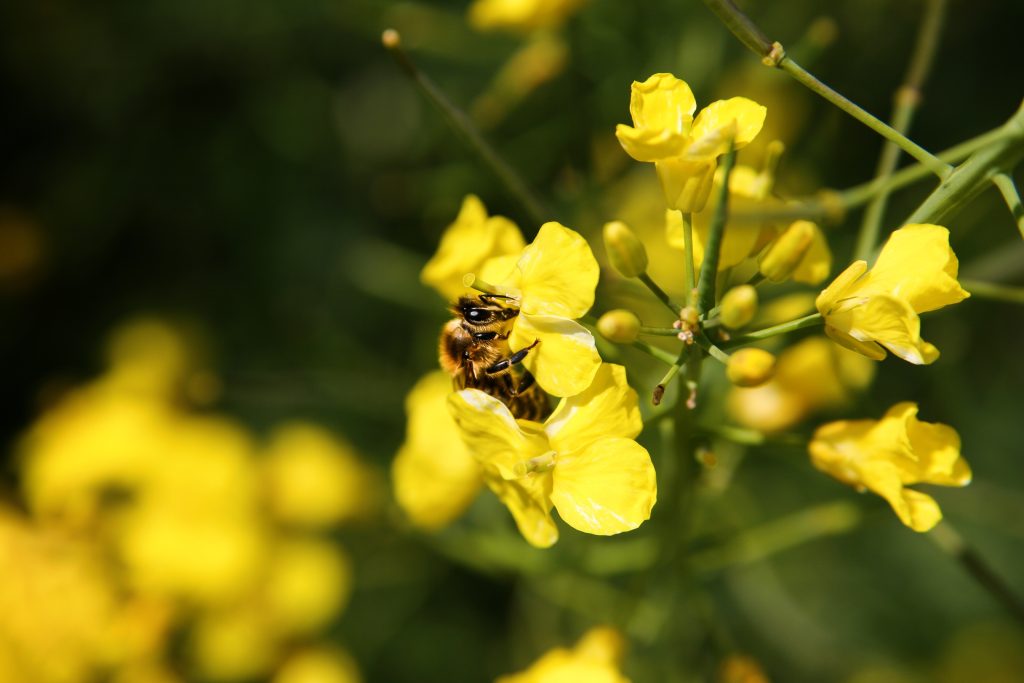 la-pollinisation-augmente-rendements-de-colza
