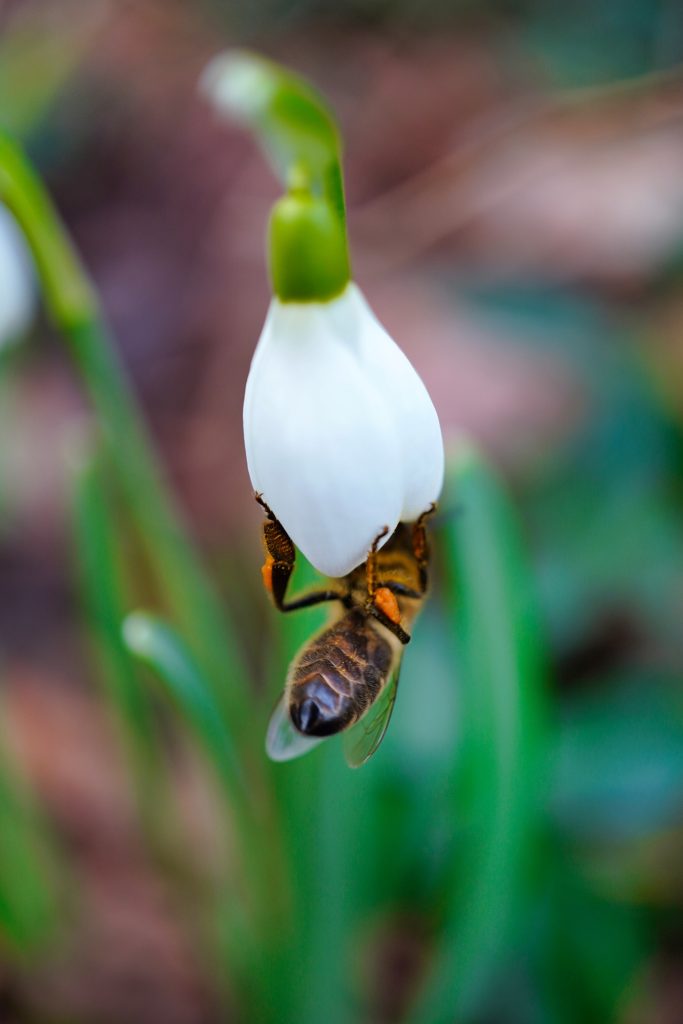 la-vitalite-des-abeilles-en-hiver