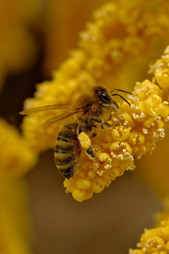 le-declin-des-abeilles-menace-la-securite-alimentaire