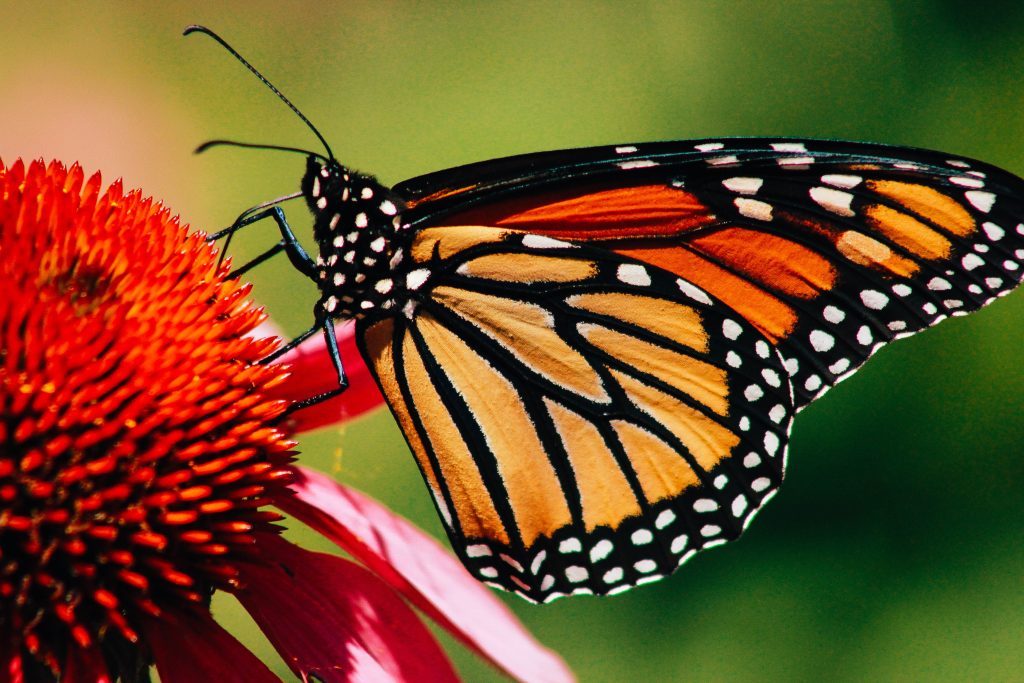 le-monarque-symbole-en-declin