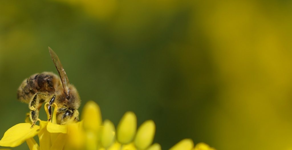 le-parcours-de-abeille-de-oeuf-a-ladulte