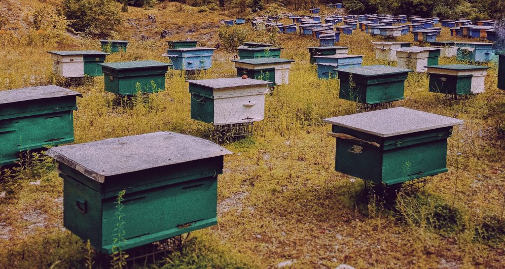 le-rucher-ecologique-diversifie-et-lavenir-de-nos-abeilles