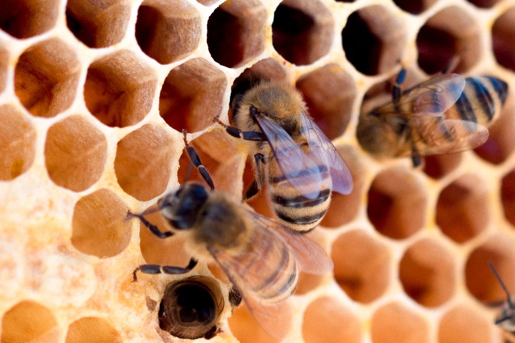 les-abeilles-maconnes-architectes-de-la-ruche