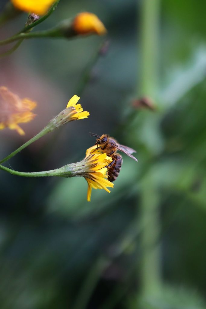 les-abeilles-ouvrieres-la-vie-en-ruche