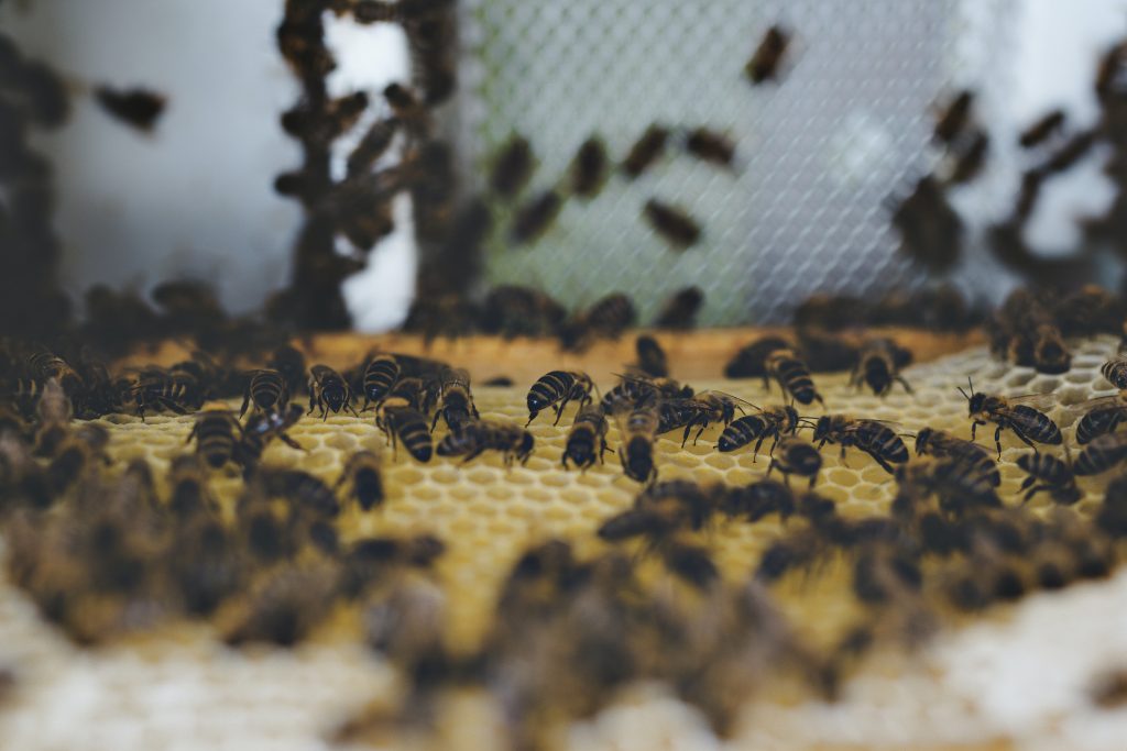 les-abeilles-une-societe-tres-organisee