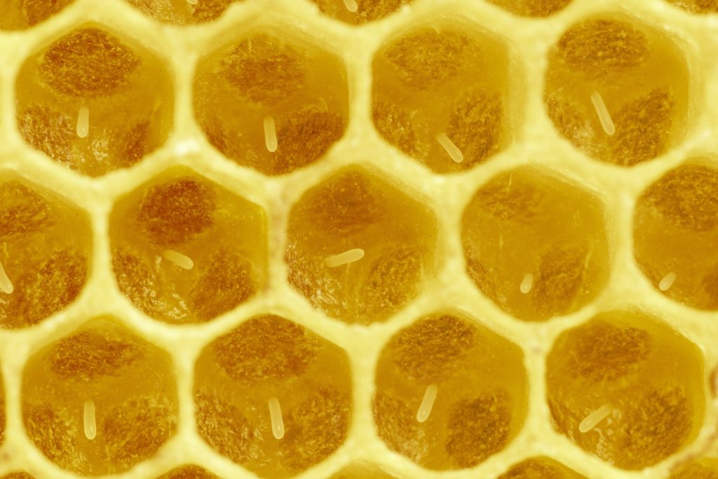 les-alveoles-des-abeilles-un-chef-doeuvre-geometrique