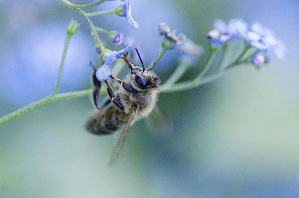 les-incroyables-vertus-de-l-abeille