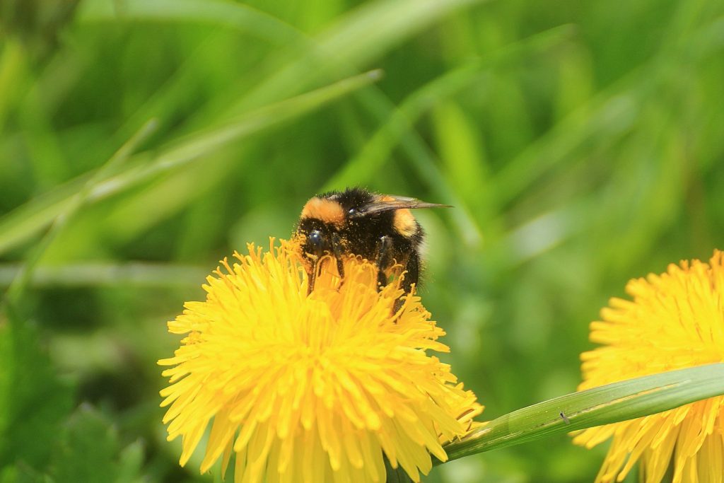 les-mauvaises-herbes-preferees-des-abeilles