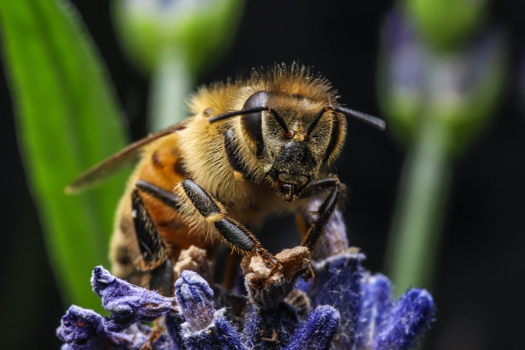 les-plantes-qui-enchantent-les-abeilles
