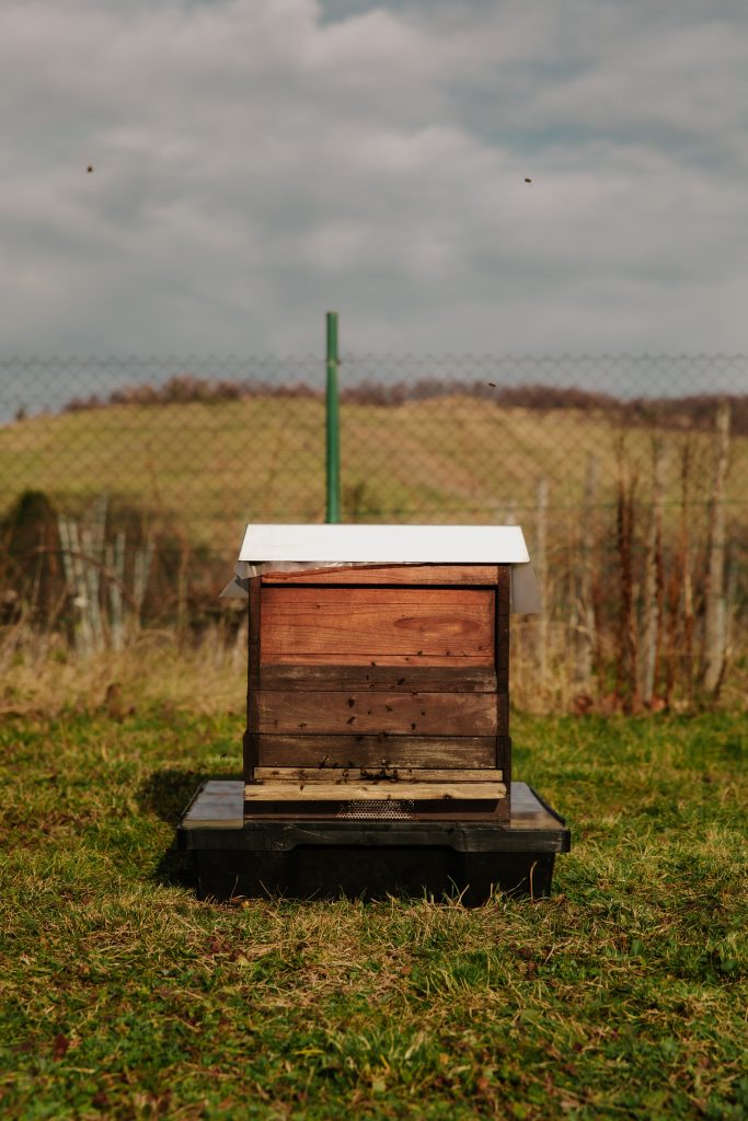 les-ventileuses-architectes-du-climat-dans-la-ruche