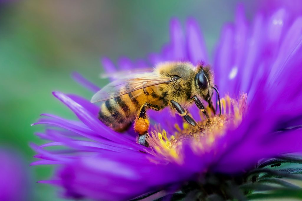 periode-de-floraison-de-fleurs-attractives-pour-les-abeilles
