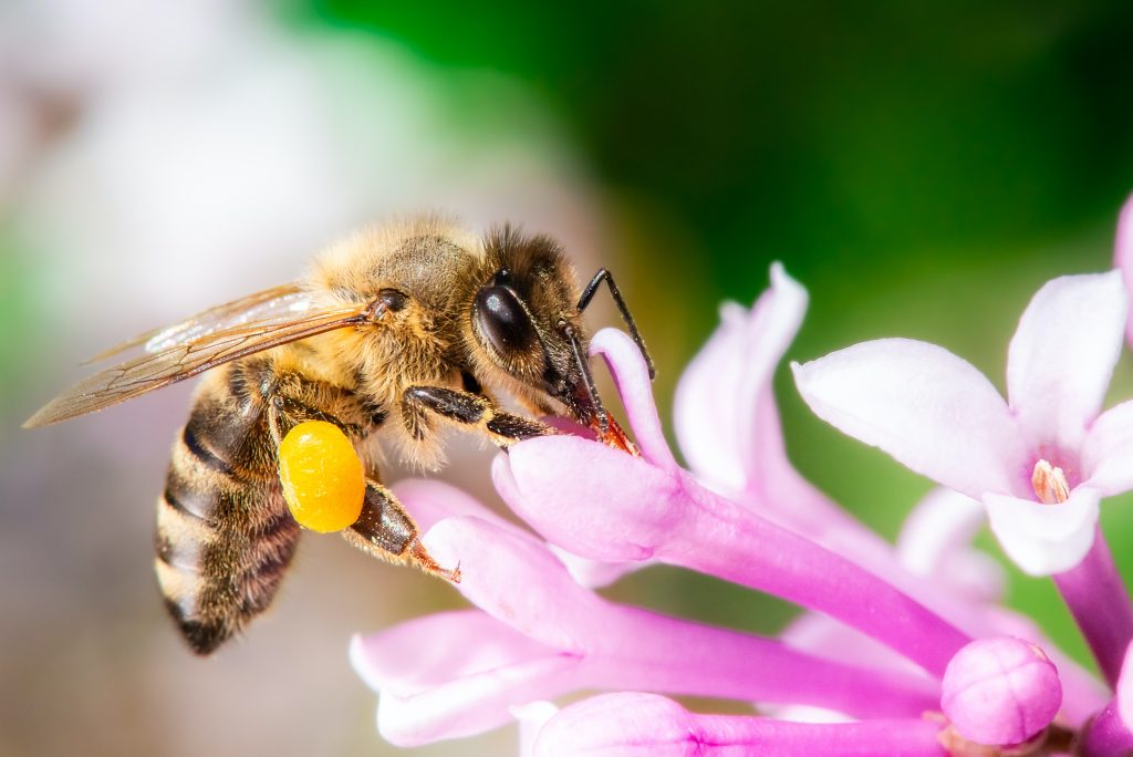 periode-de-floraison-des-arbres-attractifs-pour-les-abeilles