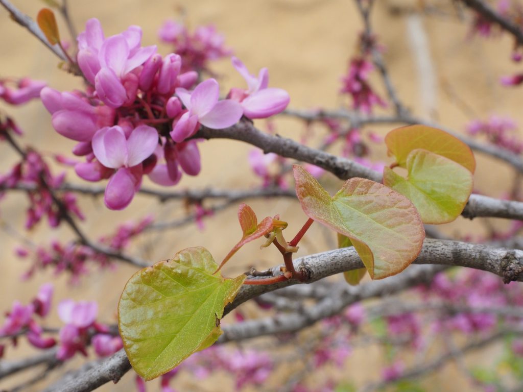 plante-mellifere-pour-les-abeilles-arbre-de-judee