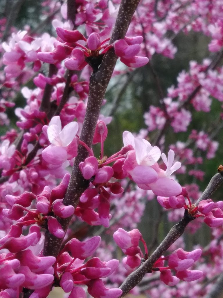 plante-mellifere-pour-les-abeilles-arbre-de-judee