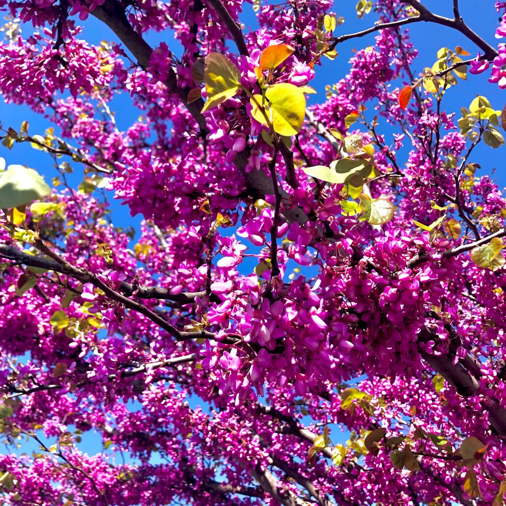 plante-mellifere-pour-les-abeilles-arbre-de-judee