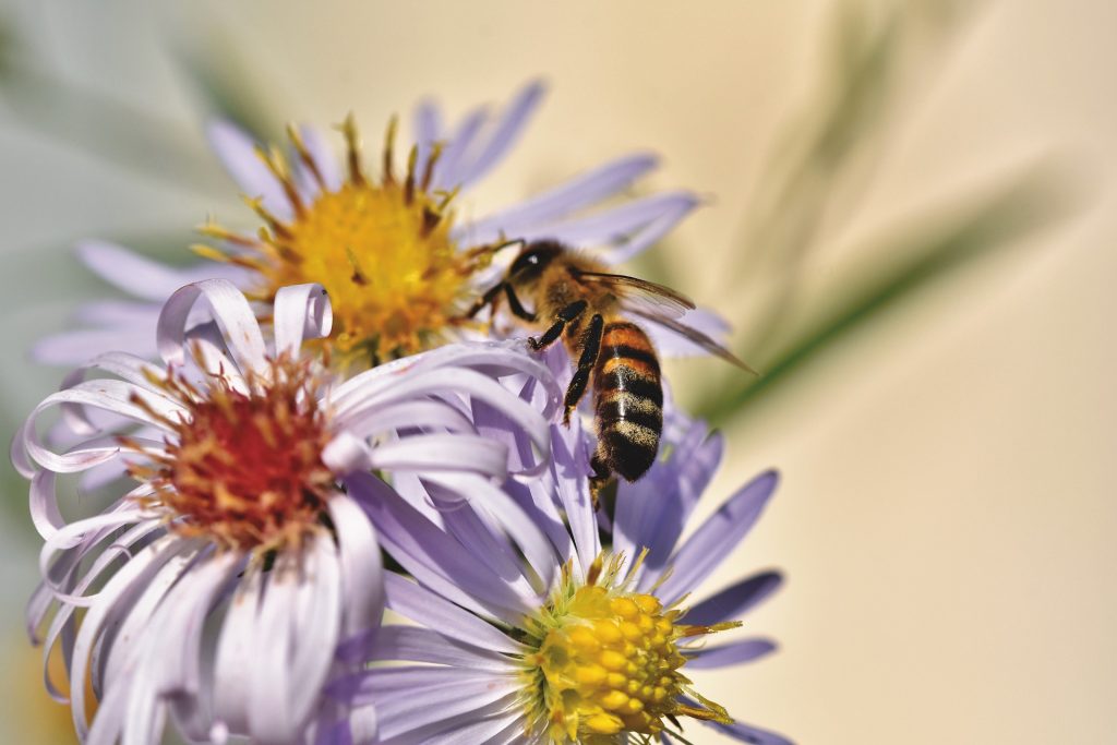 plante-mellifere-pour-les-abeilles-asters