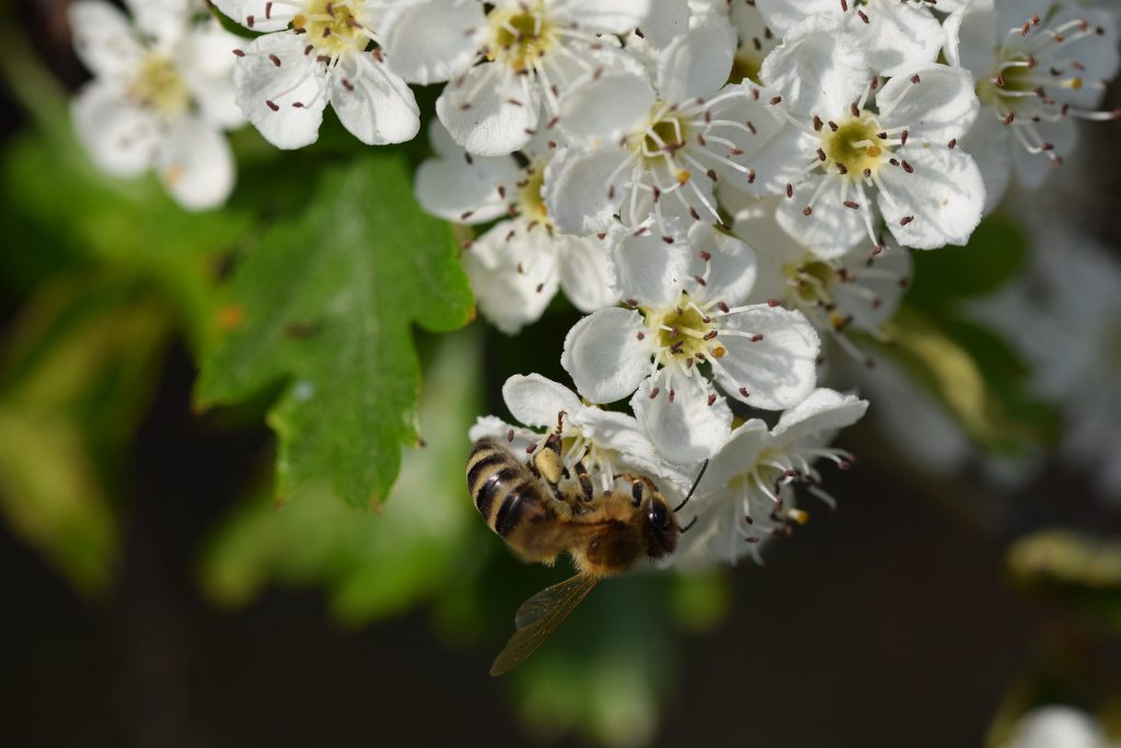 plante-mellifere-pour-les-abeilles-aubepine