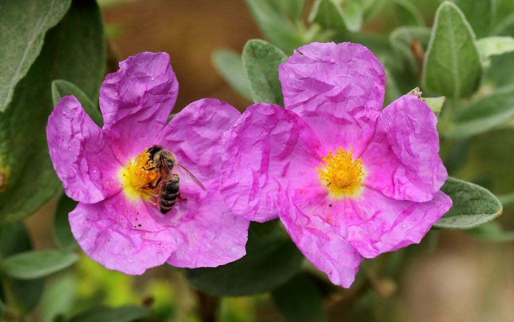 plante-mellifere-pour-les-abeilles-cistes
