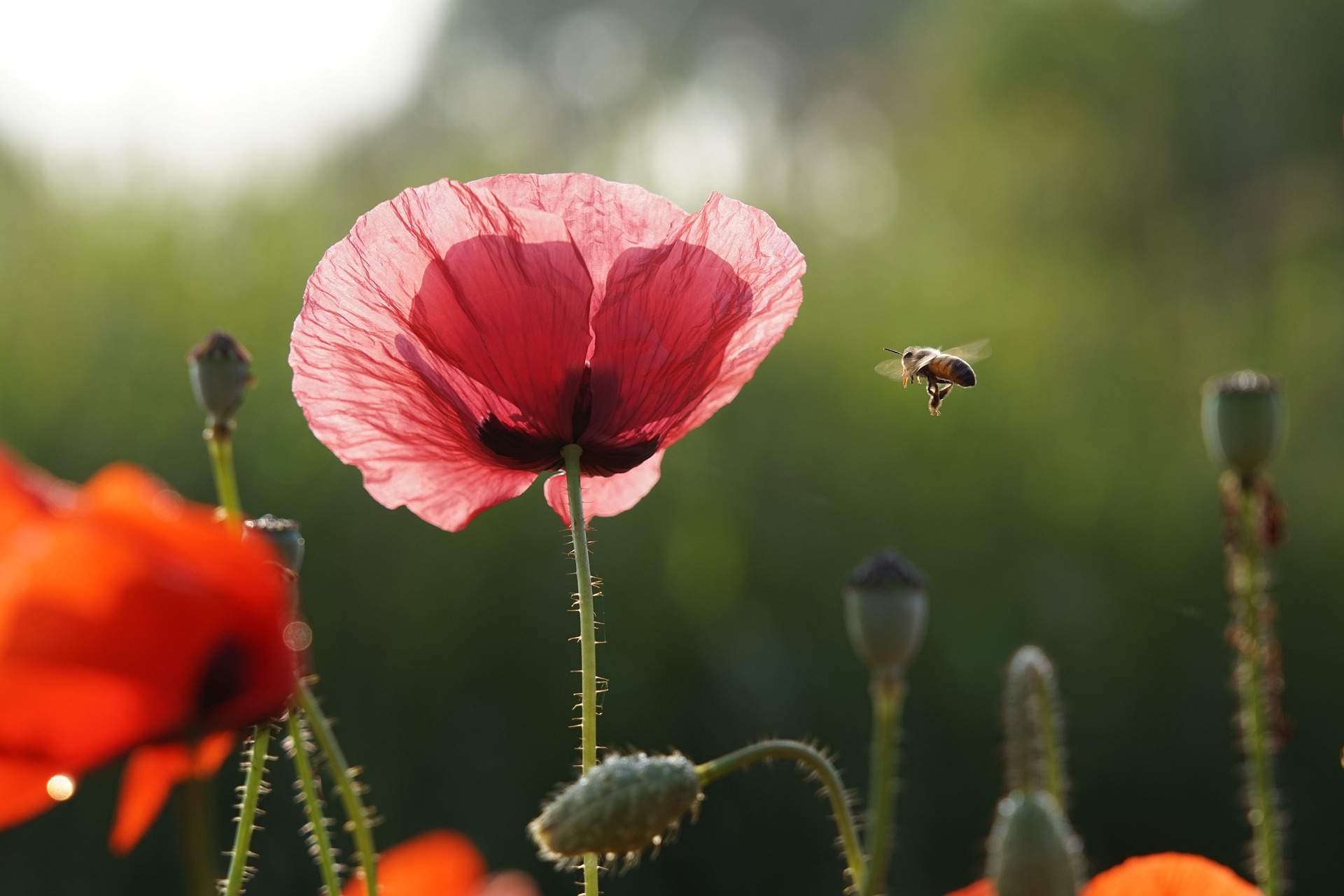 plante-mellifere-pour-les-abeilles-coquelicot