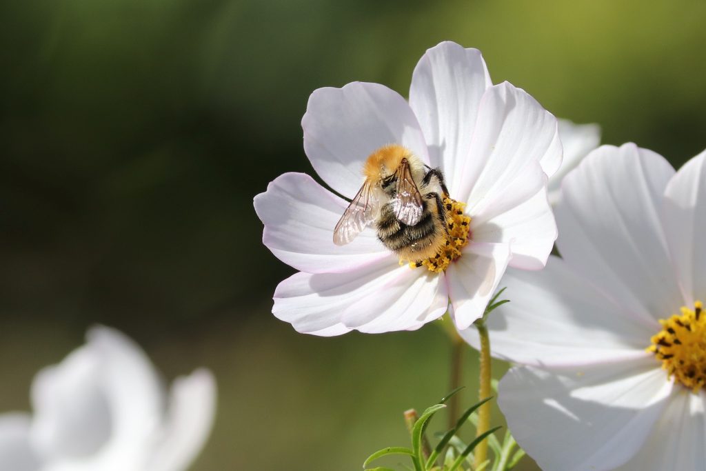 plante-mellifere-pour-les-abeilles-cosmos-3