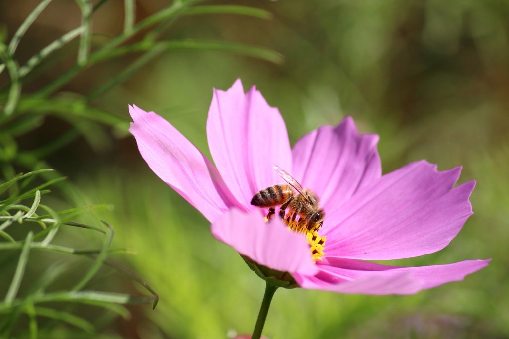 plante-mellifere-pour-les-abeilles-cosmos-3