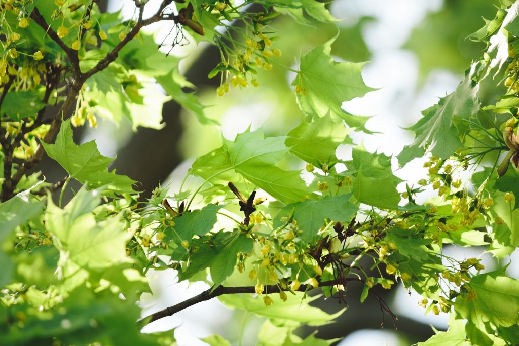 plante-mellifere-pour-les-abeilles-erable-champetre