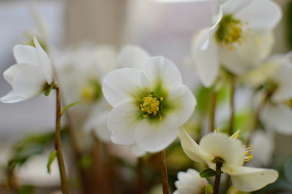 plante-mellifere-pour-les-abeilles-hellebores