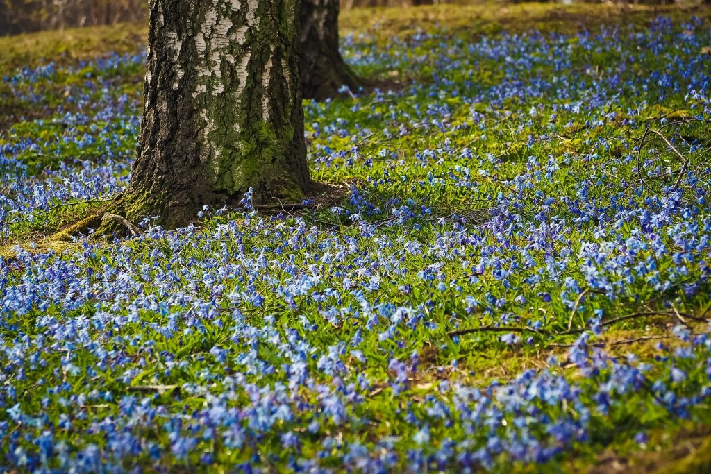 plante-mellifere-pour-les-abeilles-jacinthe-des-bois