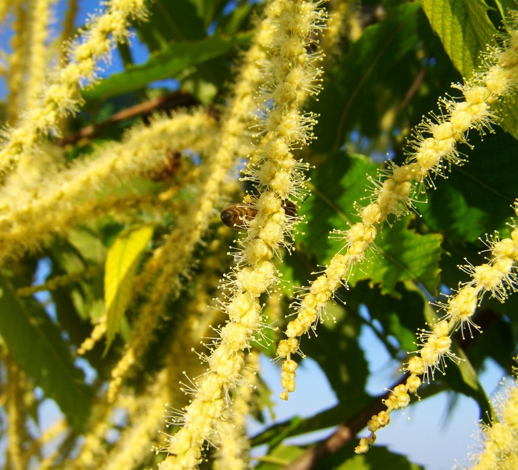 plante-mellifere-pour-les-abeilles-le-chataignier