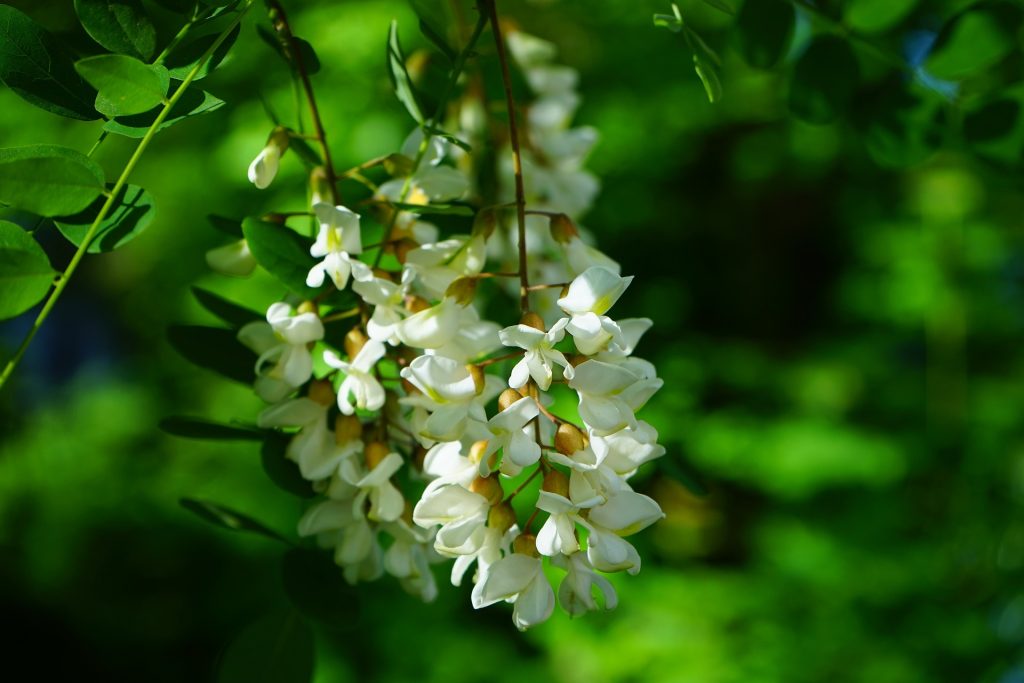 plante-mellifere-pour-les-abeilles-le-robinier-faux-acacia