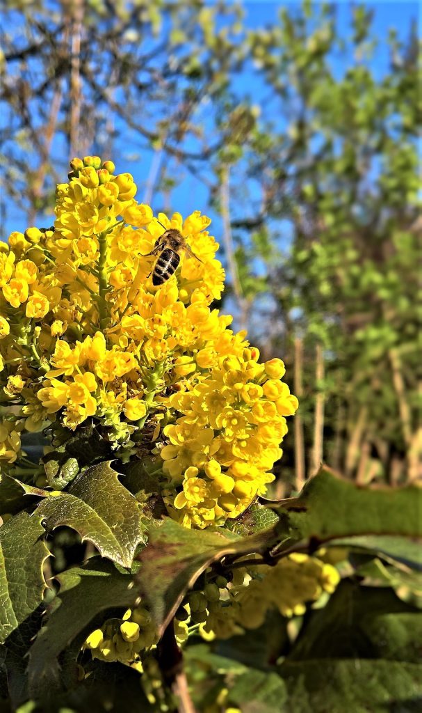 plante-mellifere-pour-les-abeilles-mahonia
