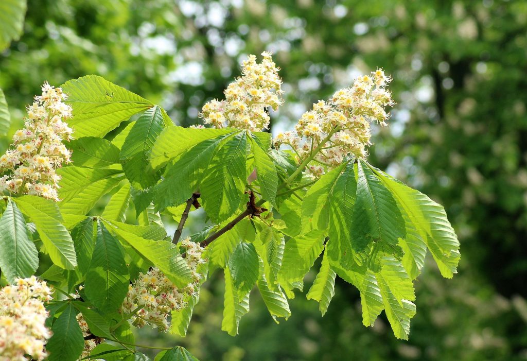 plante-mellifere-pour-les-abeilles-marronnier