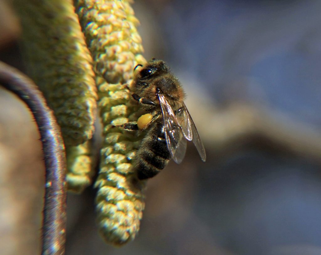 plante-mellifere-pour-les-abeilles-noisetier