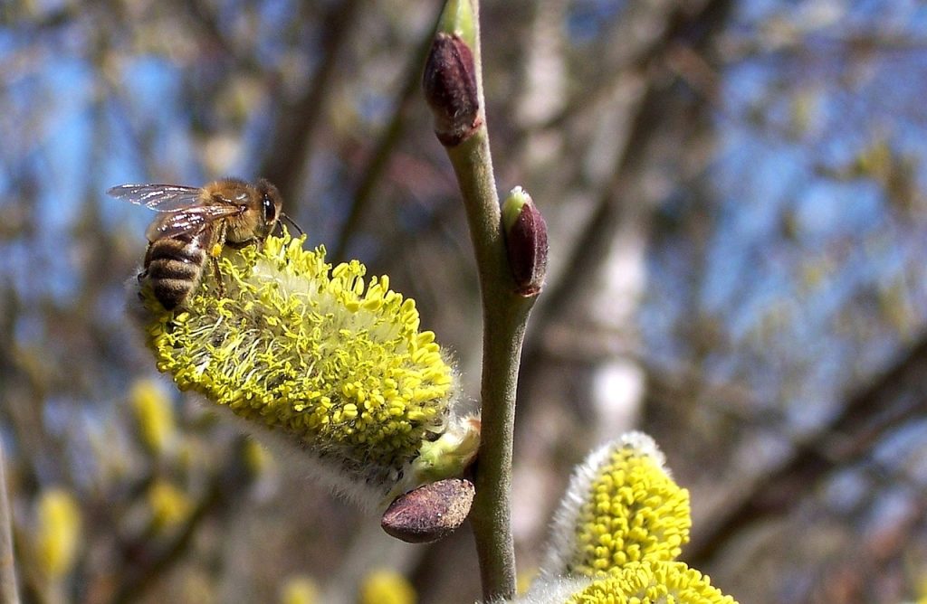 plante-mellifere-pour-les-abeilles-noisetier