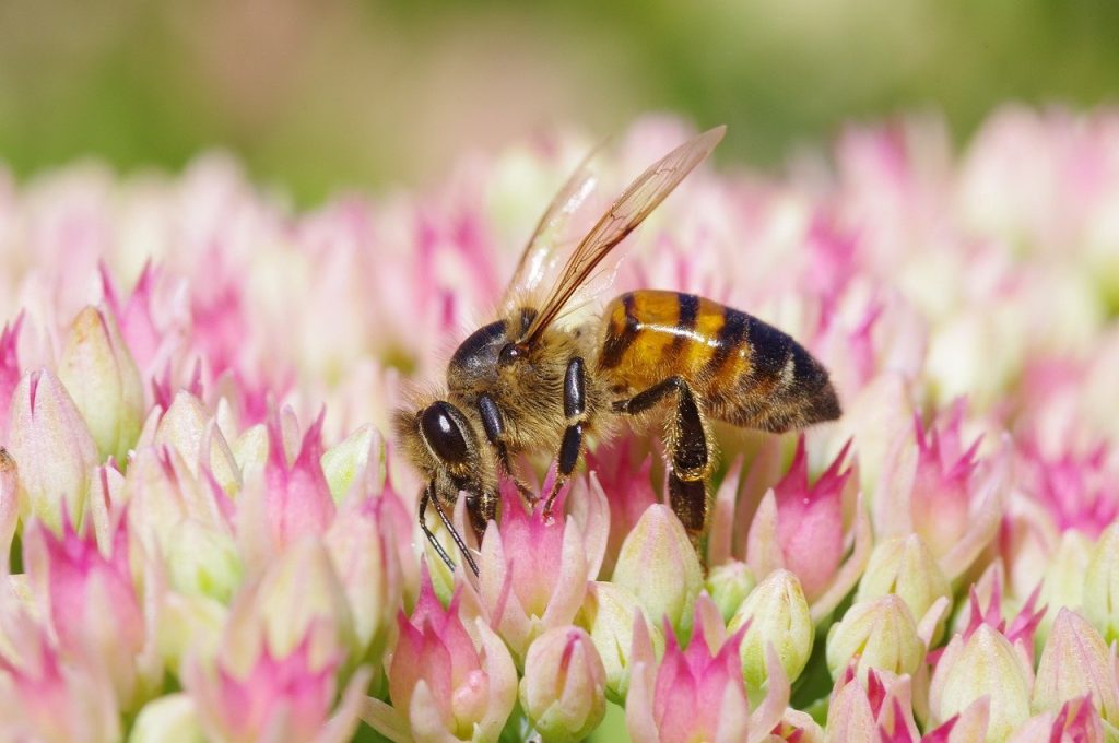 plante-mellifere-pour-les-abeilles-orpin