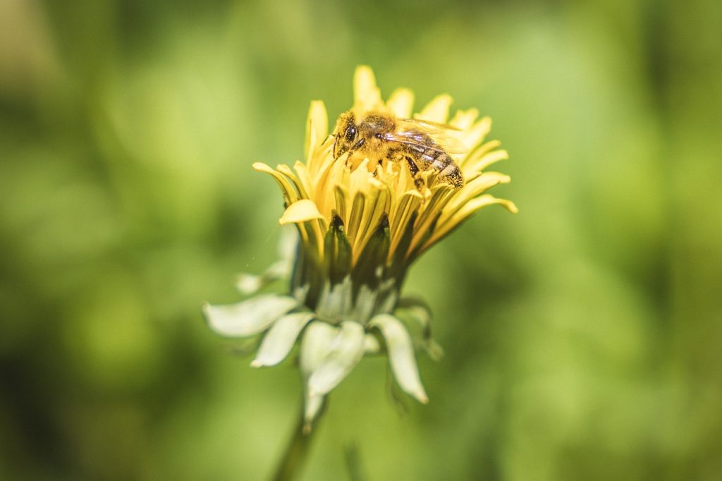 planplante-mellifere-pour-les-abeilles-pissenlitte-mellifere-pour-les-abeilles-pissenlit3
