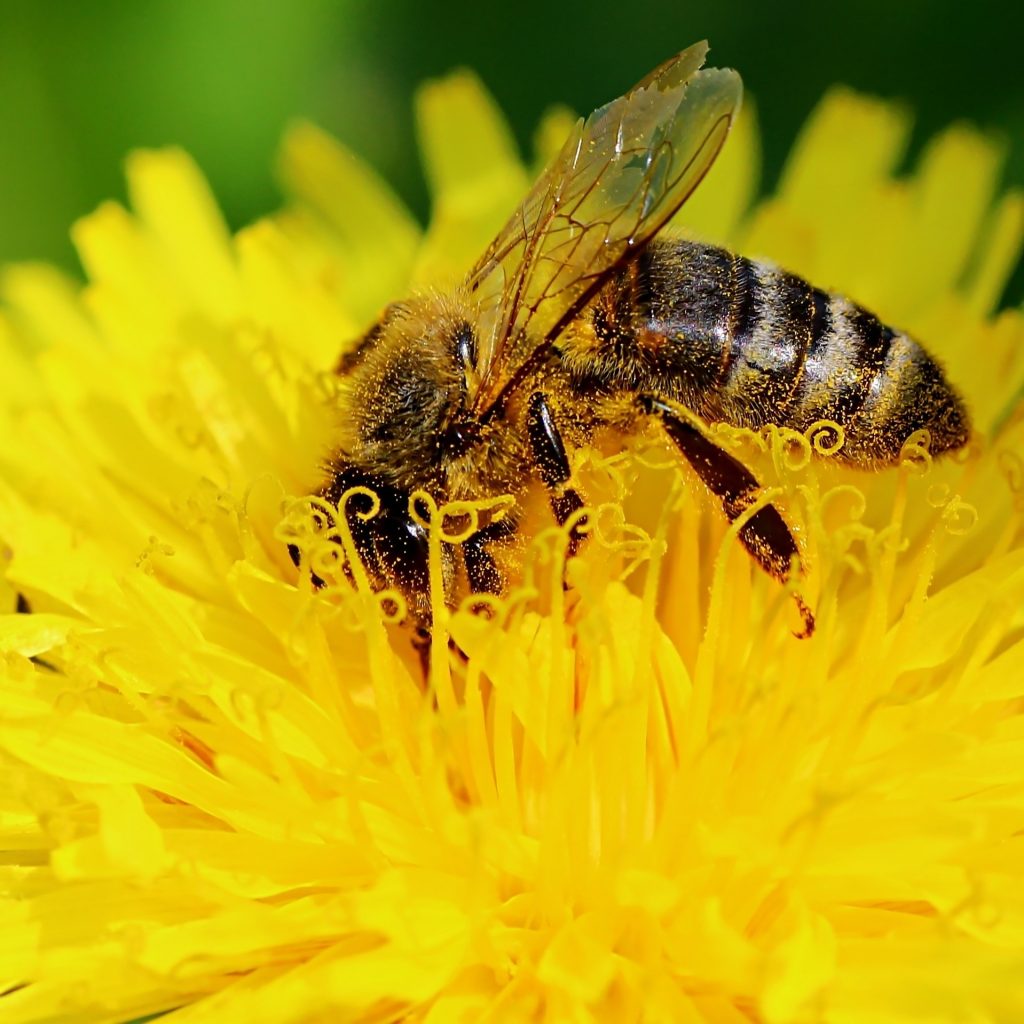 plante-mellifere-pour-les-abeilles-pissenlit